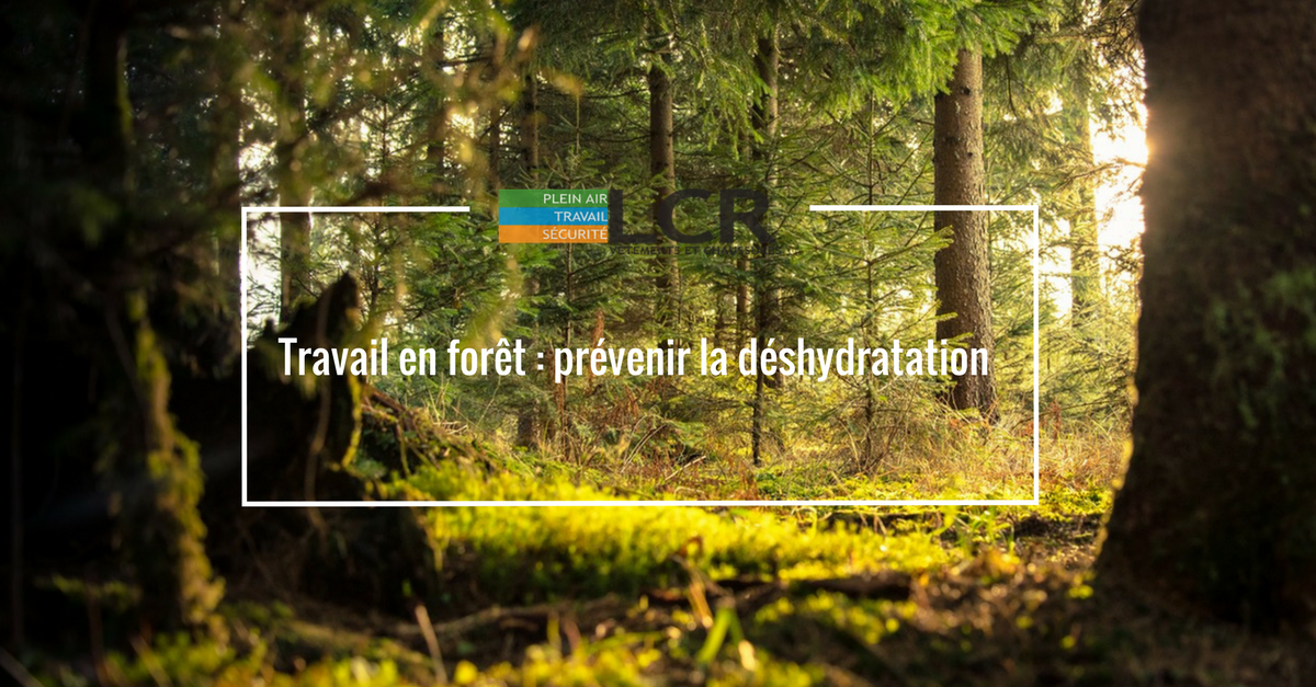 Travail en forêt : prévenir la déshydratation